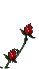 rose right